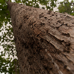Looking up the trunk of a tall Teak tree. Olam wood business specialises in responsibly-sourced tropical timber. 