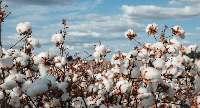 Olam Agri - Cotton