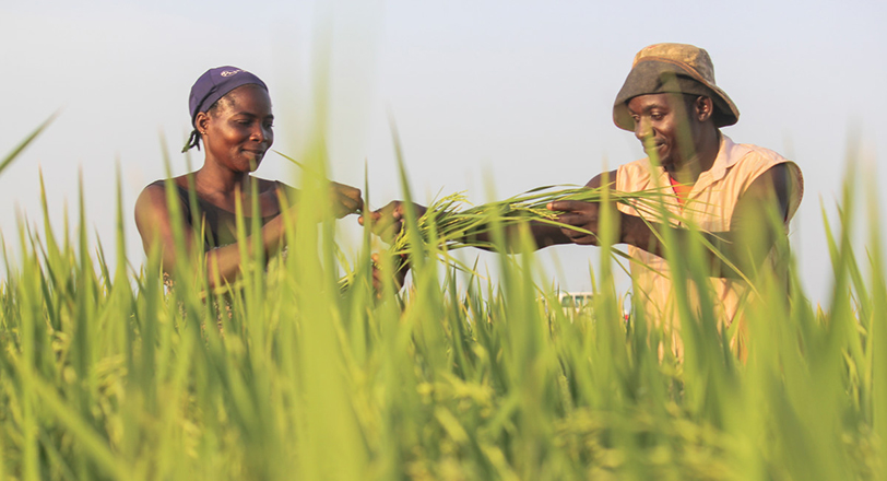 Man and woman in rice paddy in Nigeria working together