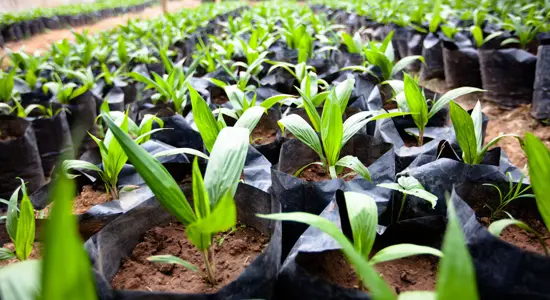 Remaining Businesses of Olam