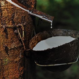 Latex dripping into the tapping bowl. Olam has a crumb rubber processing facility, third-party sourcing of natural rubber and a joint venture plantation in Gabon. 
