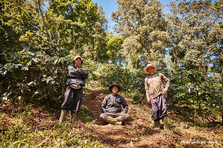 Workers work on a coffee plantation in Indonesia, Olam.