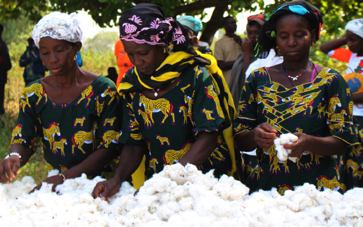 Female cotton farmers work in the North of Ivory Coast, Olam.