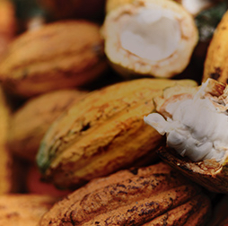 Olam cocoa offers a variety of flavours with a wide range of colours from vibrant red to dark brown, Olam