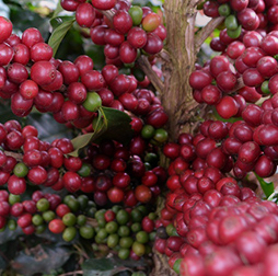 Ripe red coffee cherries growing on a bush, ready for harvesting, Guatemala, Olam. 
