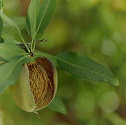 An almond ripening in Olam's 19,500 hectares of orchards in Australia and California. 