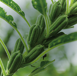 Growing green sesame plant with seeds still in the pods. Olam is the world’s leading supplier of sesame.