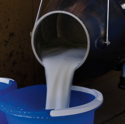 Milk pouring from a silver churn into a blue bucket. Olam offers butter, cheese, milk powder and whey protein, consumed by families all around the world.