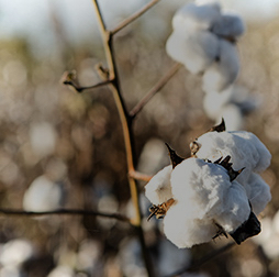 Cotton bolls growing in Mozambique, Olam sources from Africa, Asia, the Americas and Australia.