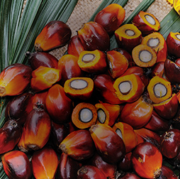 Fresh fruit bunch of palm, cut to show the source of palm oil. Olam's oils portfolio includes palm, soybean and sunflower.