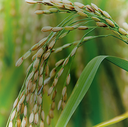 Mature rice crop, grown in India, Thailand, Vietnam and Nigeria, Olam. 