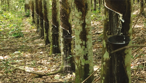 Sustainability Finance