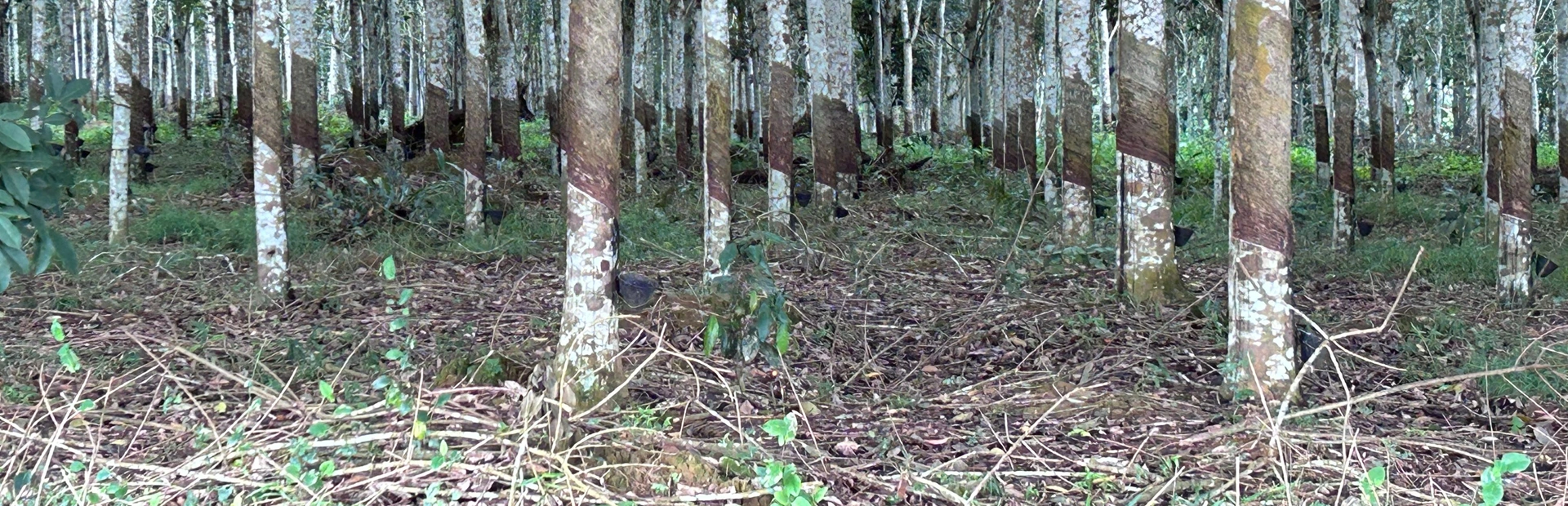 Olam Rubber Gabon