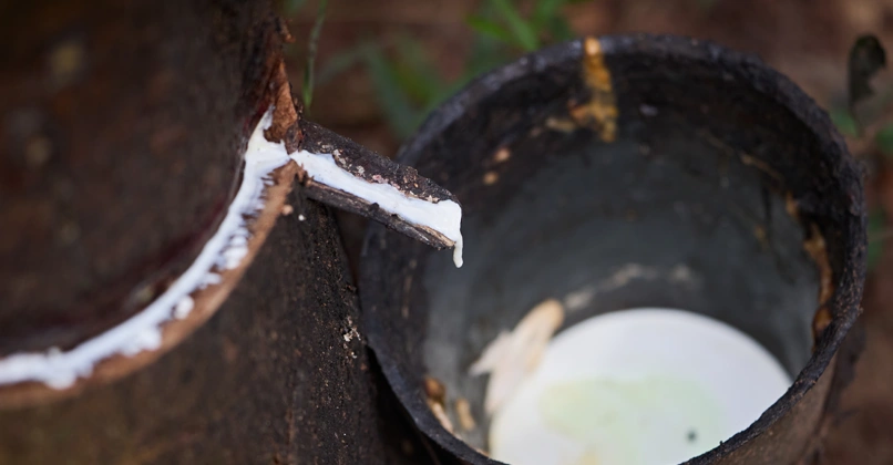 Rubber Tree