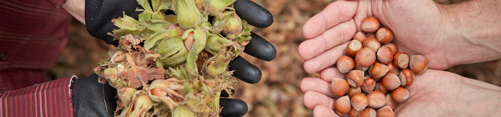 Two handfuls of hazelnuts, with and without the husk, Turkey, Olam.