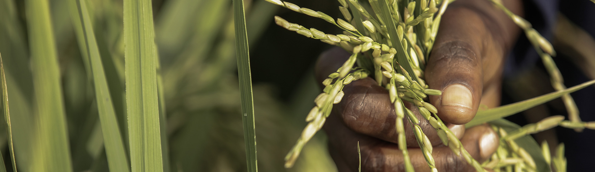Olam Ghana’s state-of-the-art biscuit processing operations